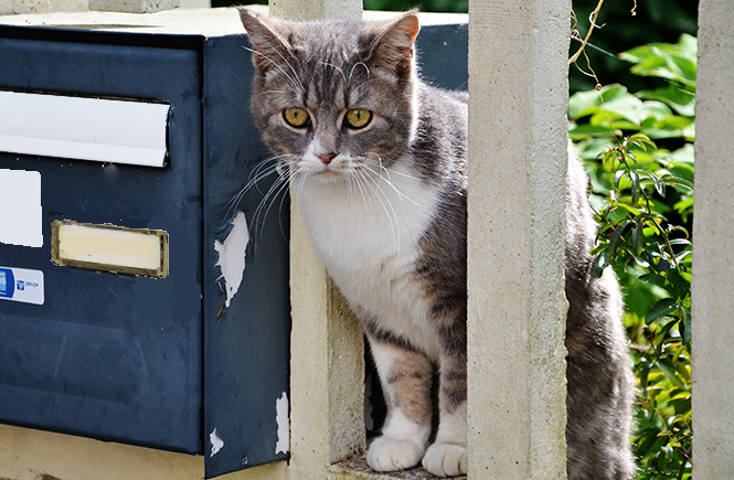 Photo d'un chat assis près d'une boîte aux lettres sur Swanee Rose Le Blog