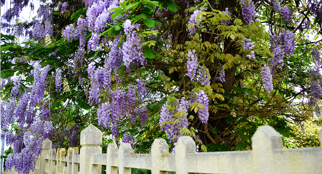 Photo d'une glycine en fleurs sur Swanee Rose Le Blog