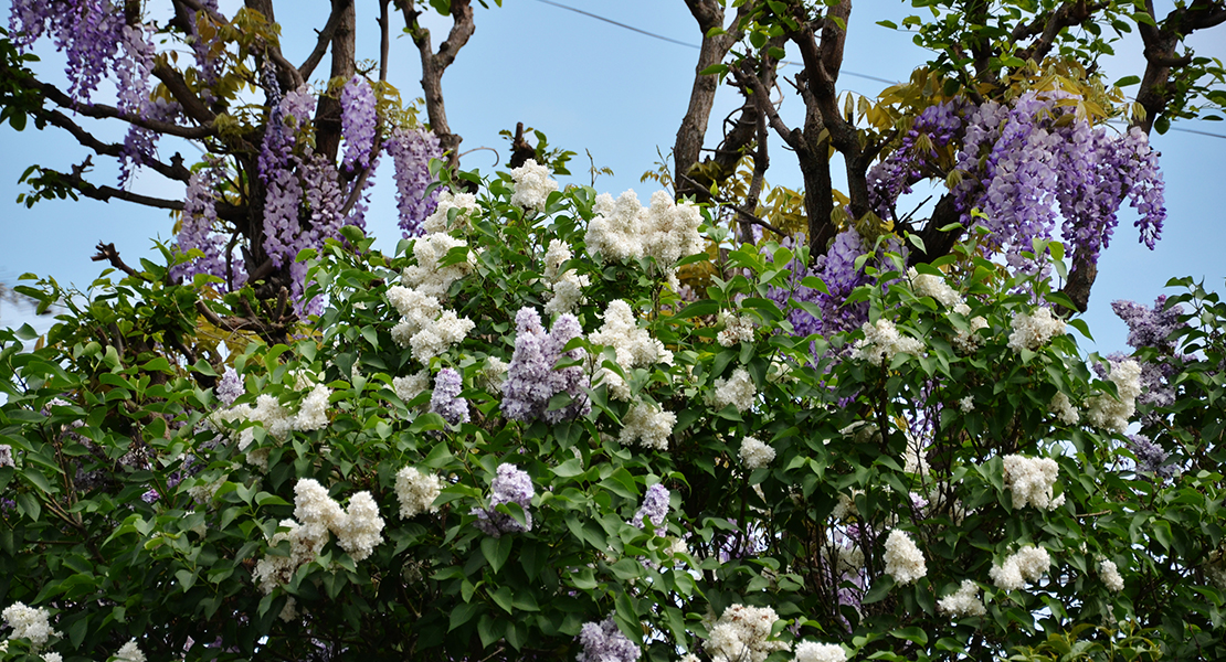 Photo de lilas et glycines entremélées sur Swanee Rose Le Blog