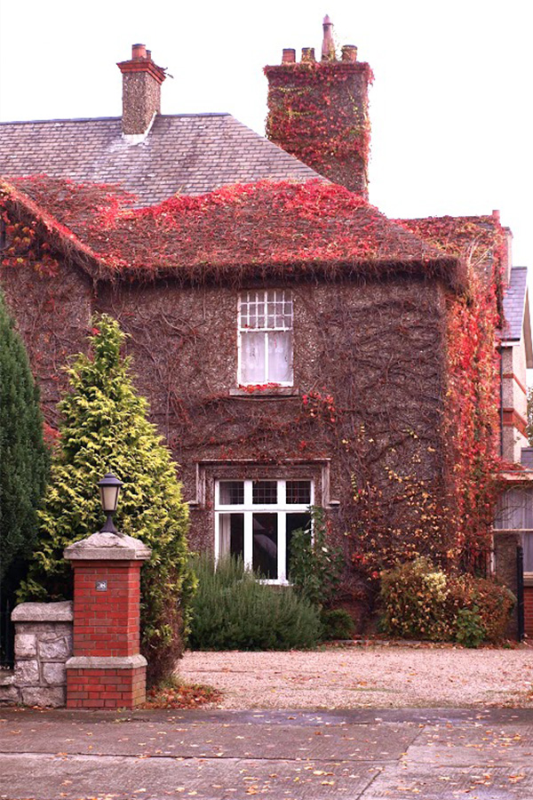 Feuilles d'automne à Dublin sur Swanee Rose Le Blog