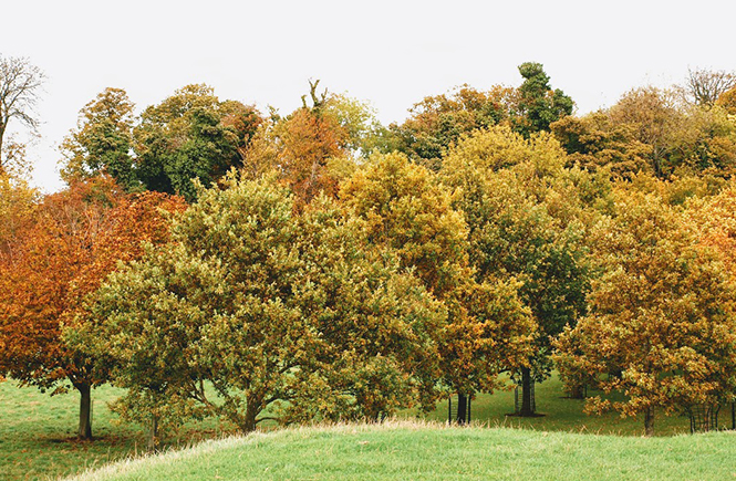 Feuilles d'automne à Dublin sur Swanee Rose Le Blog