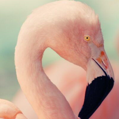 Photo d'un flamant rose et de son reflet sur Swanee Rose Le Blog