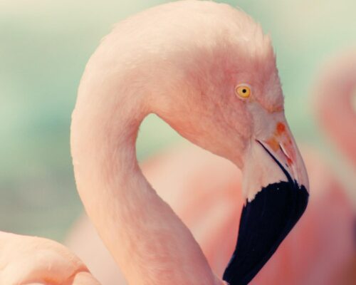 Photo d'un flamant rose et de son reflet sur Swanee Rose Le Blog