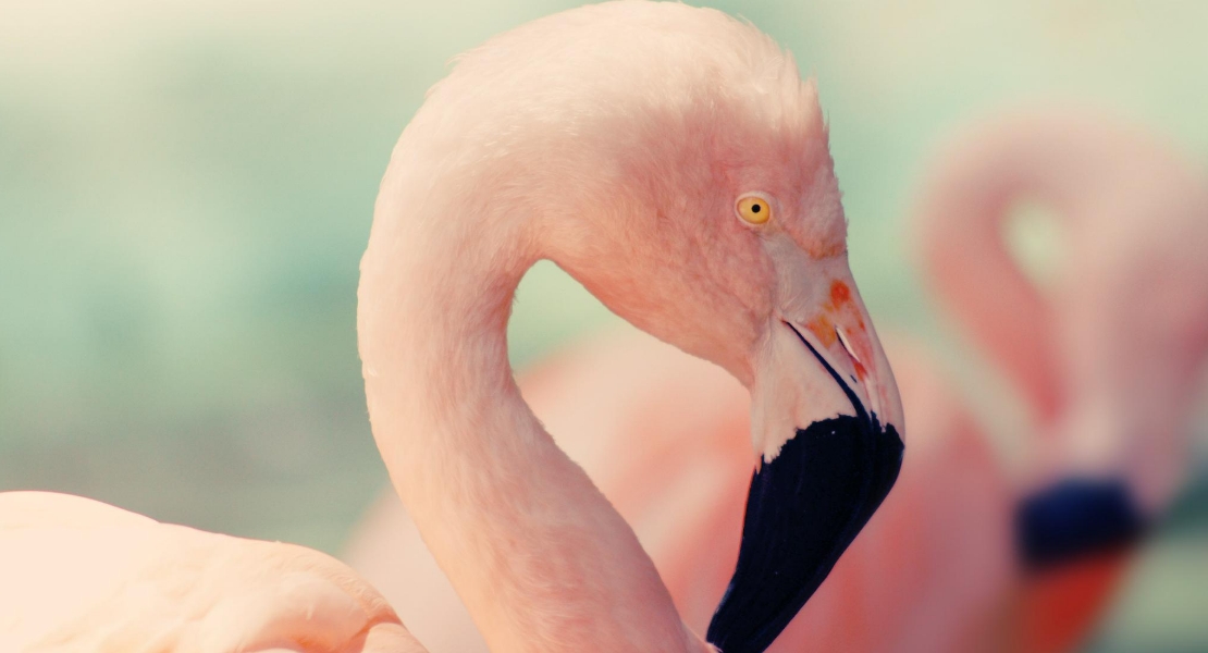 Photo d'un flamant rose et de son reflet sur Swanee Rose Le Blog