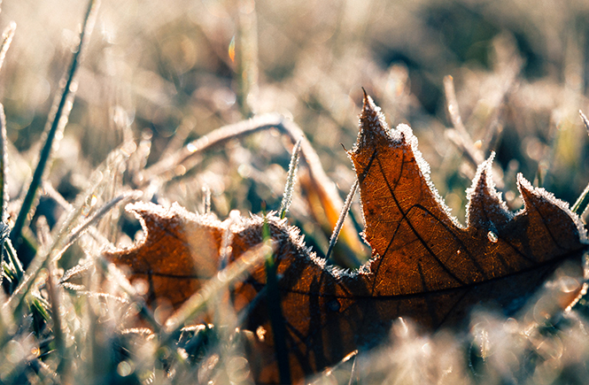 Feuille givrée en novembre