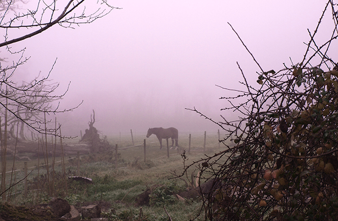 Matins de brume automnale sur Swanee Rose Le Blog