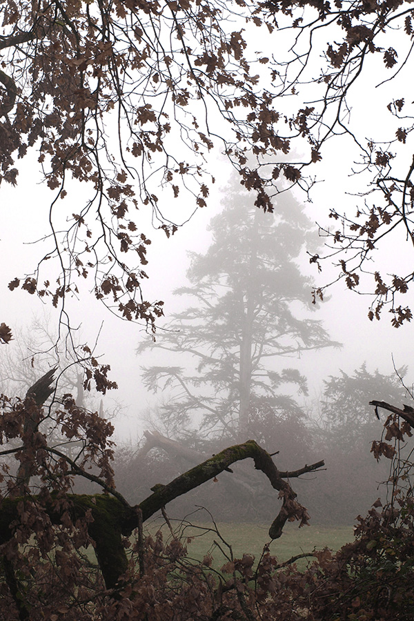 Matins de brume automnale sur Swanee Rose Le Blog