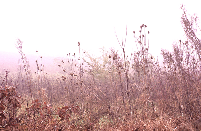 Matins de brume automnale sur Swanee Rose Le Blog