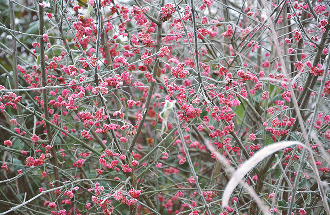 Brouillard d'hiver sur la campagne