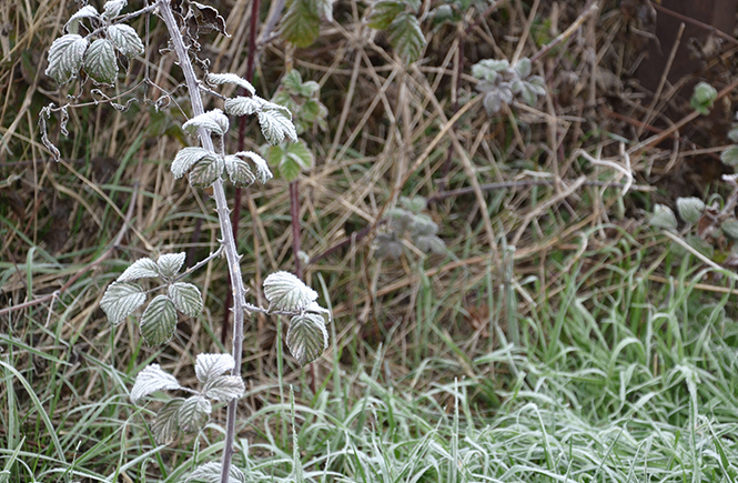 Brouillard d'hiver sur la campagne