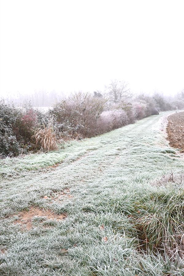 Brouillard d'hiver sur la campagne