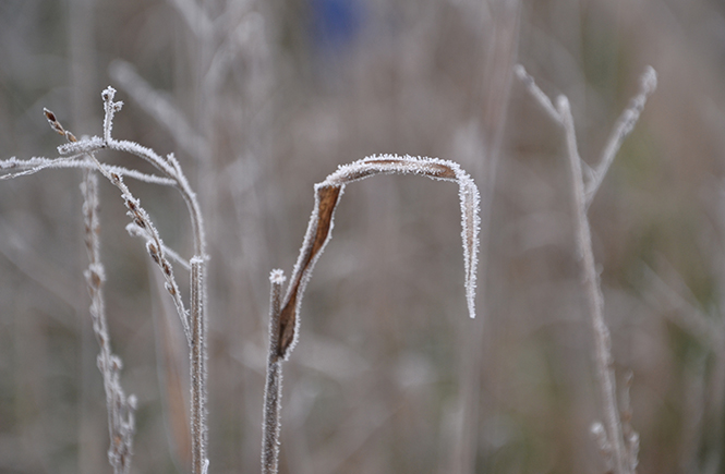 Brouillard d'hiver sur la campagne