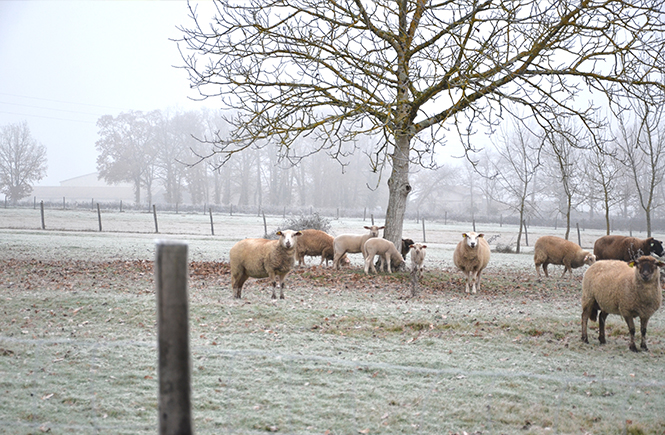 Brouillard d'hiver sur la campagne