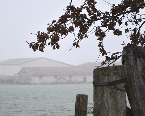 Brouillard d'hiver sur la campagne