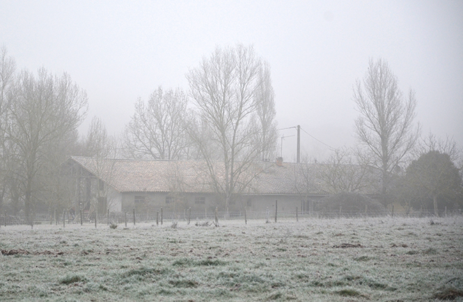 Brouillard d'hiver sur la campagne