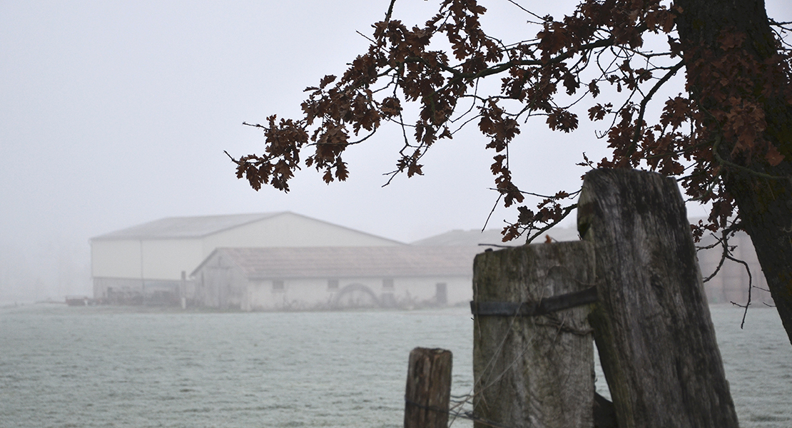 Brouillard d'hiver sur la campagne