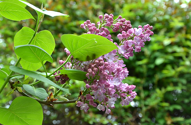 Lilas de printemps Swanee Rose Le Blog