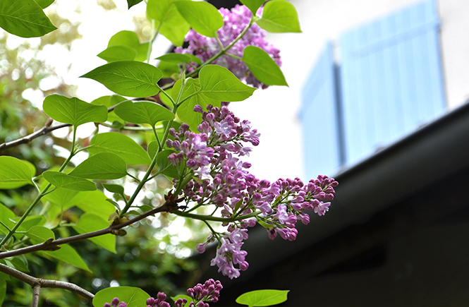 Lilas de printemps Swanee Rose Le Blog