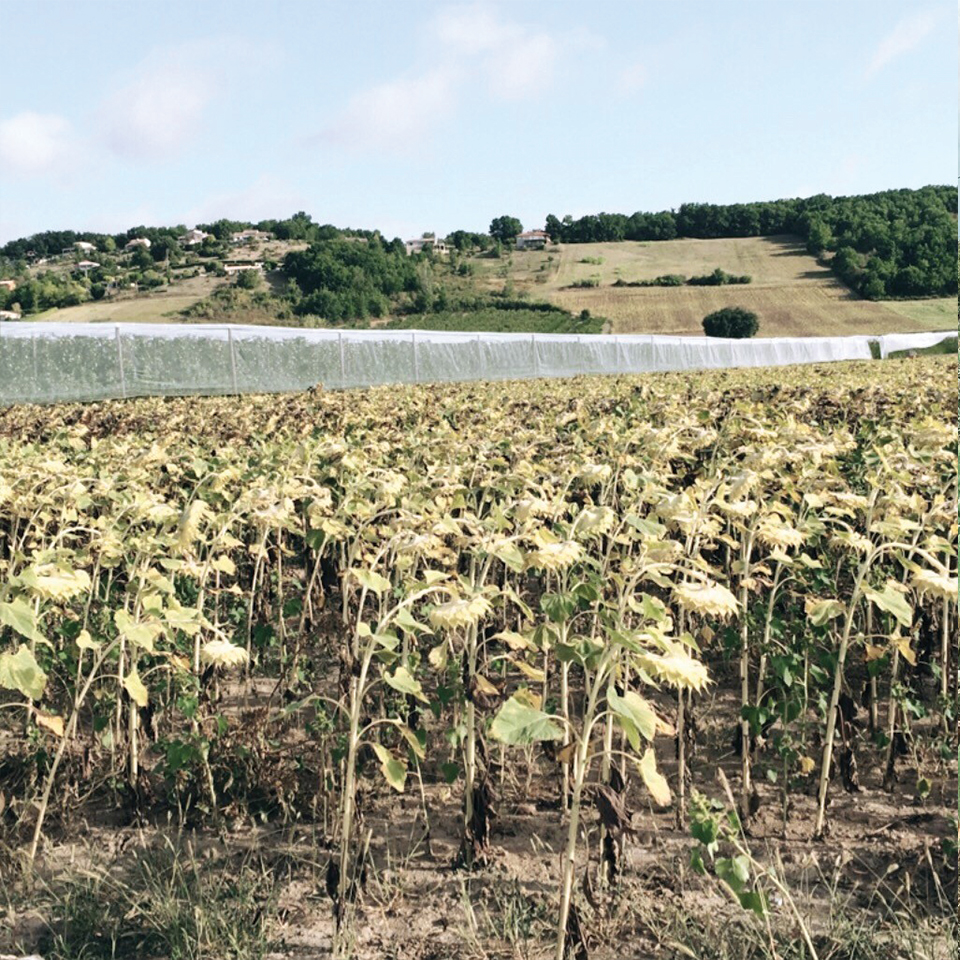 Cueillette des pommes