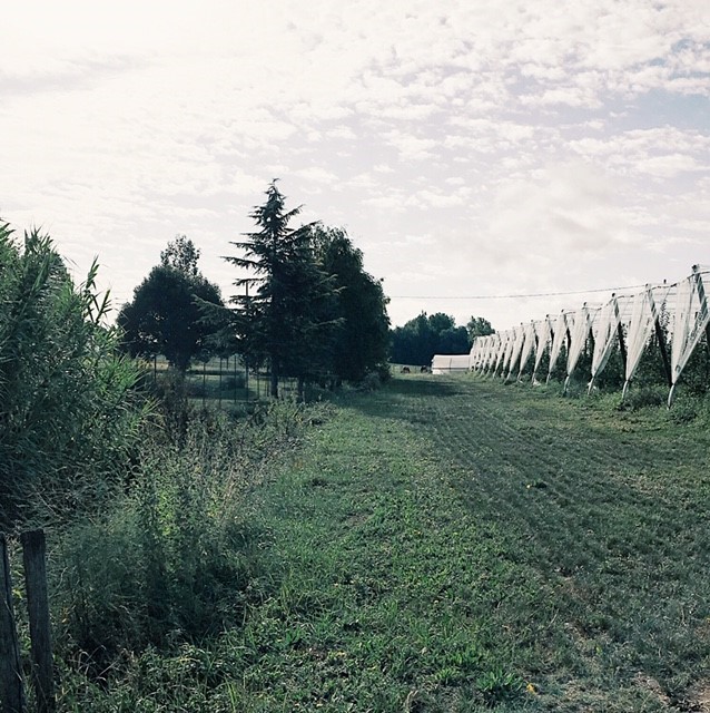 Cueillette des pommes