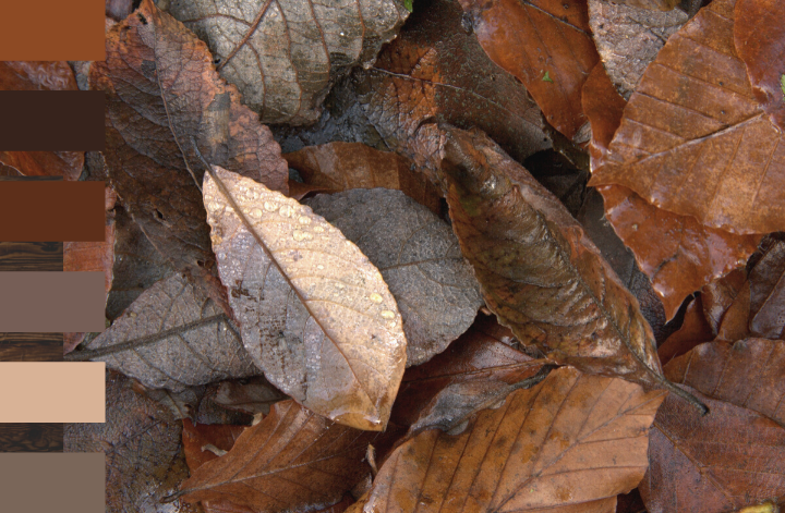 Tapis de feuilles mortes