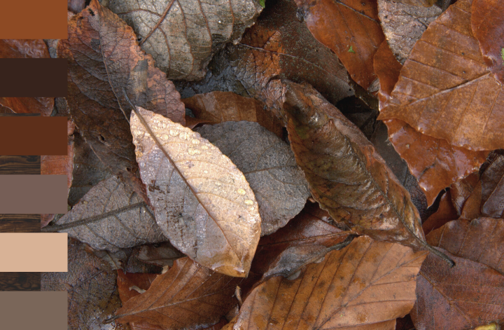 Ville de Cookshire-Eaton - 🍁🍁🍁 COLLECTE DE FEUILLES MORTES 🍁🍁🍁 La  collecte de feuilles mortes aura lieu la première semaine de novembre soit  à partir du 1er novembre 2021. Sachez que seuls