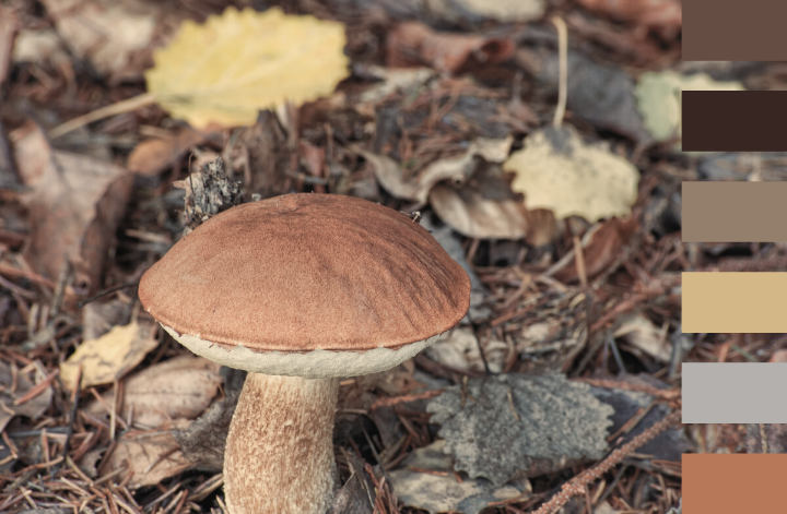 Champignons dans un sous-bois