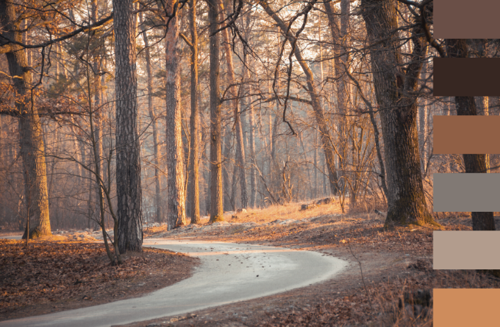 Chemin traversant une forêt