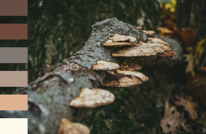 Champignons poussant sur une branche d'arbre