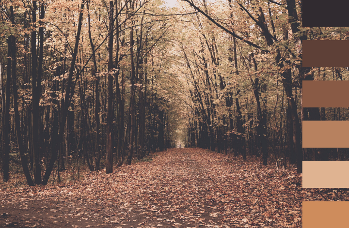 Chemin dans une forêt en automne