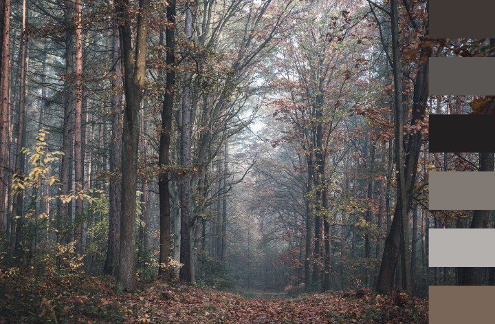 Dans la forêt