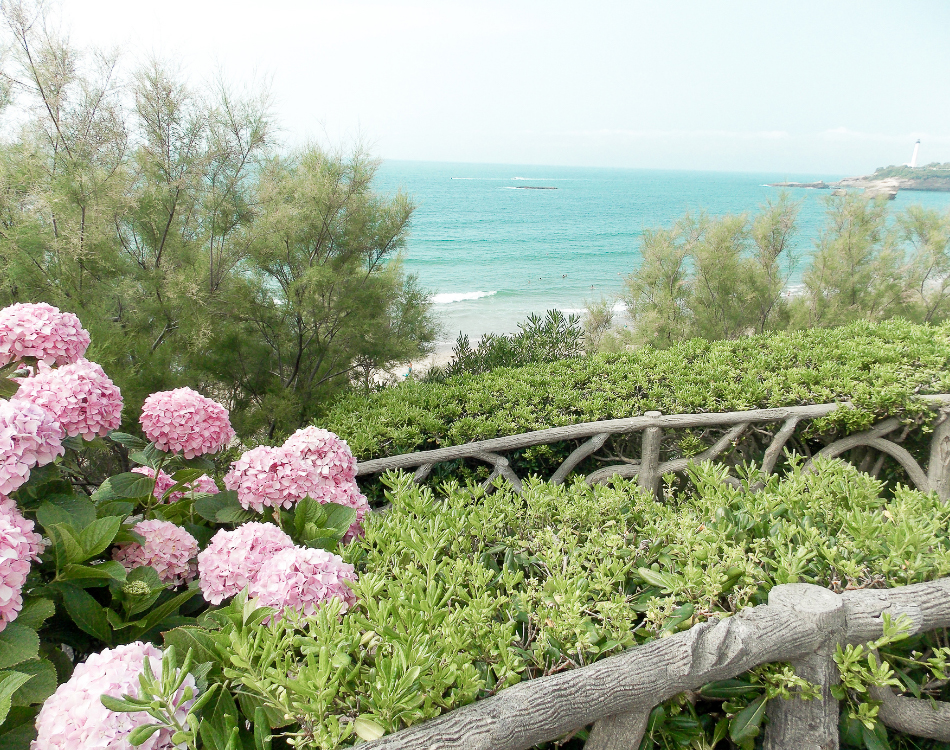 Hortensias de juin