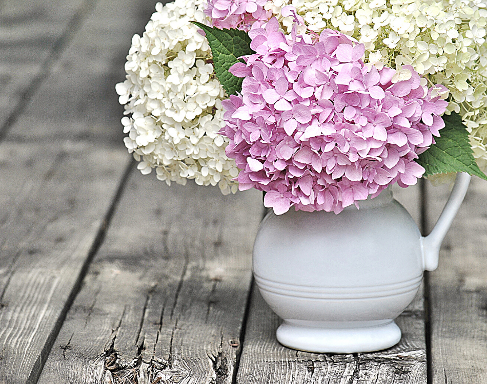 Hortensias de juin