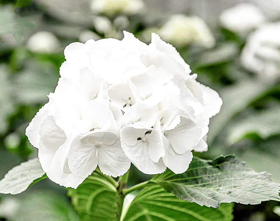 Hortensias de juin