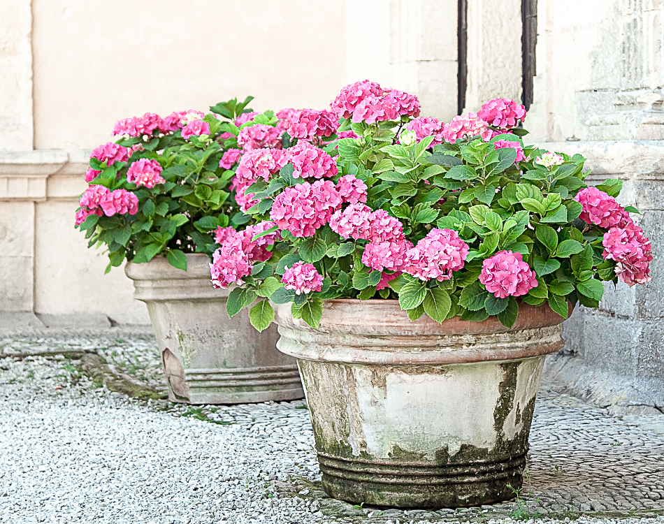 Hortensias de juin