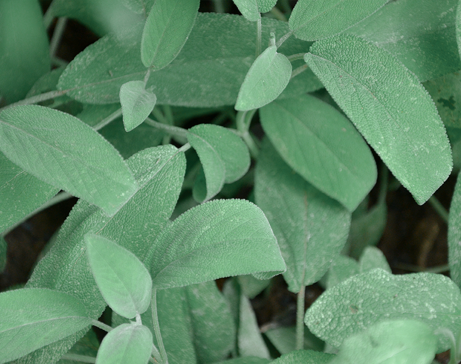 Sauge fraîche du jardin