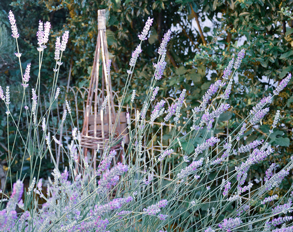 Fleurs de lavande