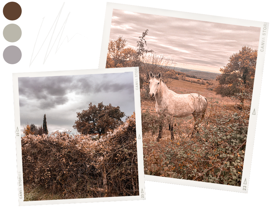 Cheval dans un pré dans les Causses du Quercy