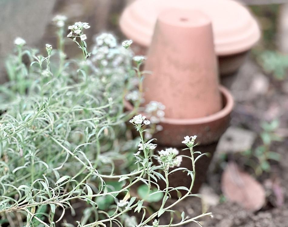 Petits pots de terre cuite dans le potager