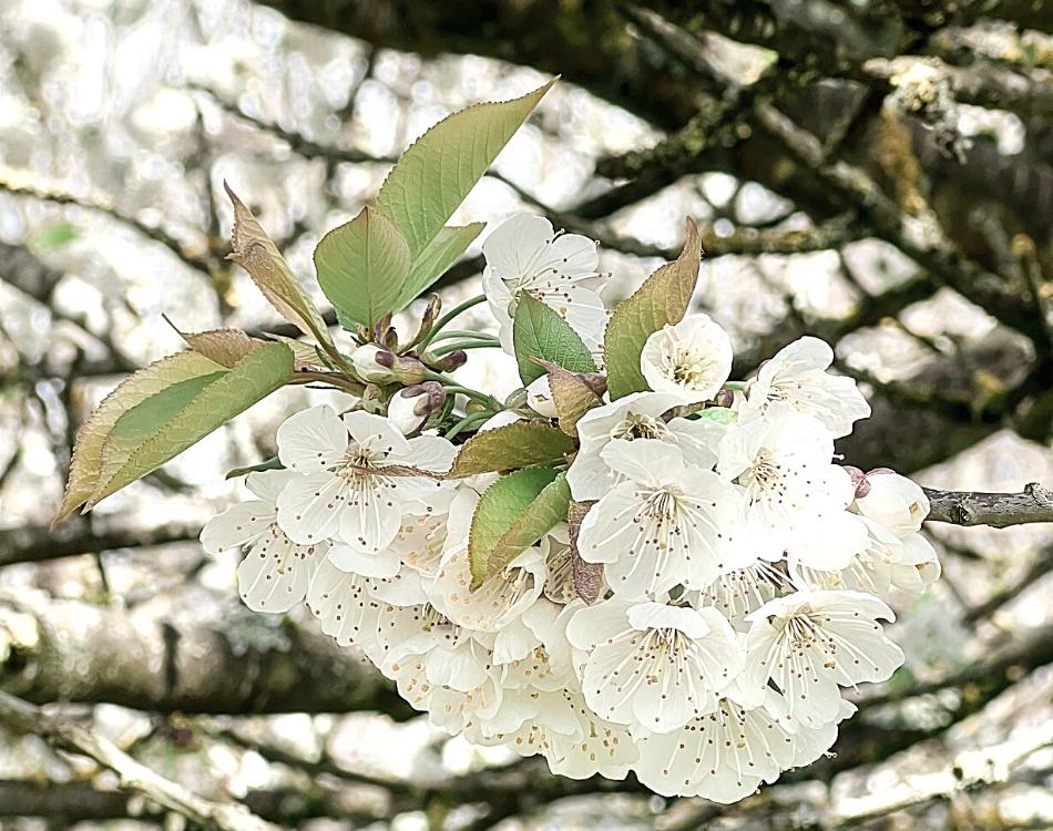 Bouquet de fleurs de cerisier